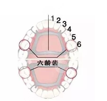 六龄齿是什么意思