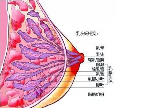 杨佳琦：隆胸会影响哺乳吗？