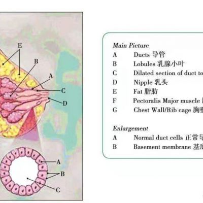 哺乳期过后为什么胸部会变小？