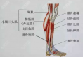 不想去韩国在北京做了小腿肌肉阻断术62天来汇报结果！